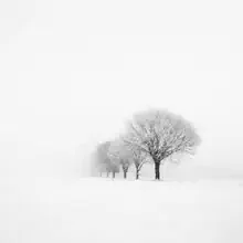 Photo art by Christian Janik: winter landscape with tree and fog