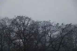 Fotokunst von Nadja Jacke: Krähen ruhen in den Baumkronen im Winternebel