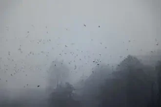 Schwarm von Krähen im dichten Nebel über den Baumkronen, melancholische Stimmung.