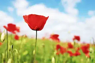 Photo art by Manuela Deigert: Red poppy field under a clear sky.