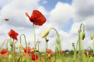 Photo art: glowing poppy flowers in a field beneath a cloudy sky