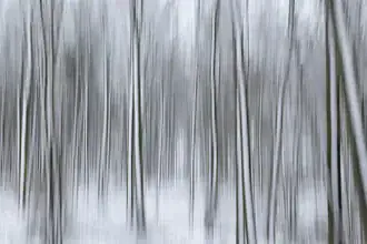 Blurred winter forest with snow: tranquil tree trunks in soft colors