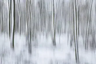 Blurred winter forest with snow: soft colors and tranquil atmosphere