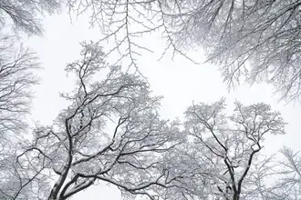 Photo art by Nadja Jacke: calm winter tree tops covered in snow