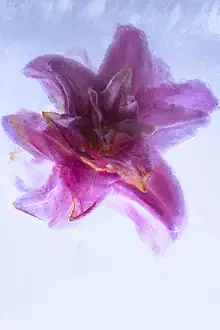 Photo art by Marc Heiligenstein: filled lily in clear ice