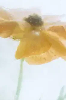 Photo art by Marc Heiligenstein: Orange ranunculus in clear ice