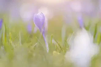 Fotokunst von Nadja Jacke: lila Krokus im weichen Gegenlicht