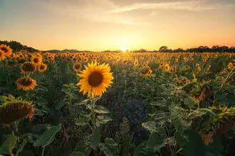 Sunflower field in the Harz with soft sunset colors