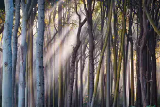 Sanfte Lichtstrahlen durchdringen den Wald mit Nebel und Bäumen, eine ruhige Stimmung.