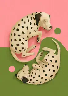 Illustration by Branka Kodžoman: cute Dalmatians in a yin and yang design