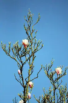 Photo art by Manuela Deigert: delicate magnolia blossoms against a blue sky