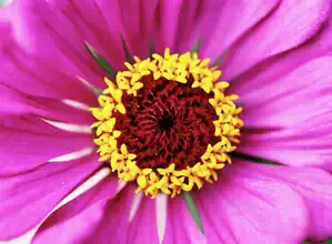 Close-up of a delicate pink zinnia with round petals in summer light.