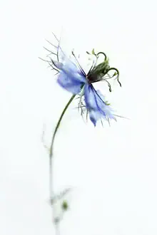 Gentle blue flower with delicate petals in soft colors.