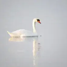 Swan on water with gentle reflection in the Baltic Sea