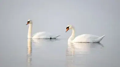 Swan on the Baltic Sea: gentle waves and calm water surface