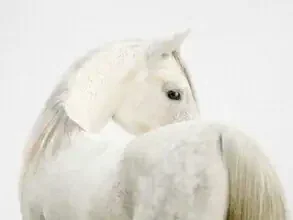 Photo of a fearless horse in a serene environment, radiating elegance and calmness.