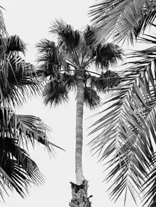 Photo art: Black and white shot of palm trees swaying in a gentle breeze