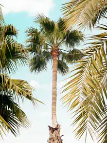 Photo art featuring gentle palm trees swaying in the breeze, evoking a relaxed summer vibe.