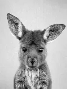Photo art by Gal Pittel: cute baby kangaroo in black and white