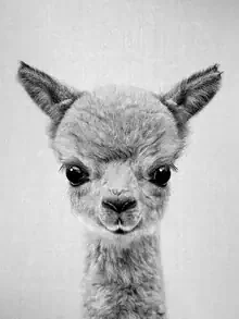 Black and white photo of a cute baby alpaca with a joyful expression