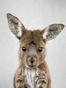 Cute baby kangaroo peeking from a pouch, set in a natural environment