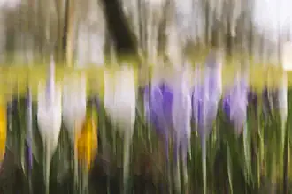 Photo art by Nadja Jacke: crocuses in motion with soft colors and an abstract style.