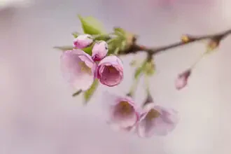 Fotokunst von Nadja Jacke: zarter Kirschblütenzweig mit rosa Blüten im Bokeh-Stil