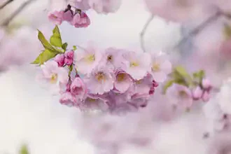 Hängende Kirschblütengruppe im sanften Frühlingslicht