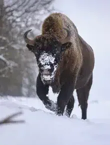 Photo art by René Ruis: powerful bull in a natural setting