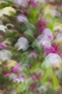 Blurred apple blossoms in soft colors, conveying a calm spring mood.