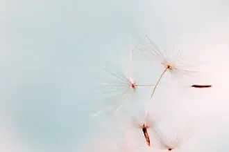 Photo art by Manuela Deigert: delicate dandelion in soft pastel colors