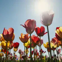 Colorful tulips in spring light, blooming joyfully in a flower meadow.