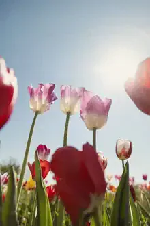 Photo art by Nadja Jacke: pink tulips backlit with a blue sky