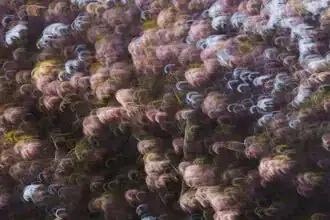 Abstract cherry blossoms in soft colors, conveying motion and lightness.