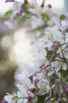 Photo art by Nadja Jacke: delicate apple blossom branch in backlight