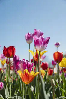 Colorful tulips against a blue sky, cheerful spring atmosphere.