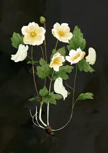 Wall art by Katherine Blower: cute ghost among white anemones.