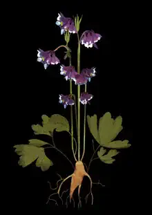 Photo art by Katherine Blower: botanical study of an Aquilegia against a dark background