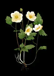 Illustration of a white anemone softly glowing in the light.
