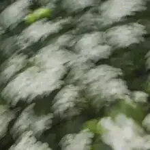 Photo art by Nadja Jacke: hawthorn blossoms in gentle motion blur