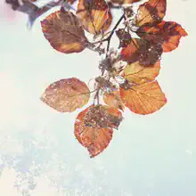 Photo art by Nadja Jacke: double exposure of beech leaves in warm tones