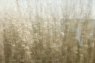 Beach grass in the wind: gentle movements and natural colors in a soothing composition