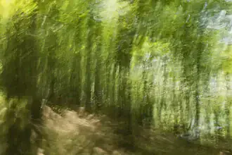 Abstract spring forest photo with soft colors and light play in the tree canopy.