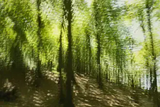 Photo art by Nadja Jacke: abstract spring forest on a slope with soft blur
