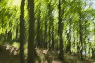 Abstrakter Frühlingswald im Sonnenlicht, weiche Unschärfe und Bewegung im Bild