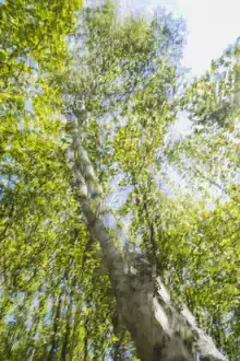 Fotokunst von Nadja Jacke: Birkenstamm in Sonnenlicht mit Mehrfachbelichtung