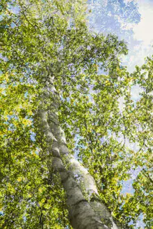 Birke im Sonnenlicht: eine sanfte Doppelbelichtung mit Baumkrone und Stamm.