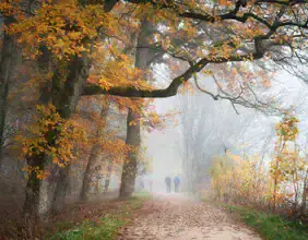 Fotokunst von Heiko Gerlicher: ruhiger Herbstweg im nebligen Wald