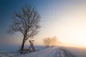 Frostiger Wintermorgen mit verschneitem Weg und Bäumen im sanften Sonnenlicht