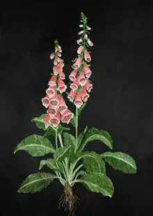 Illustration by Katherine Blower: detailed depiction of a foxglove flower